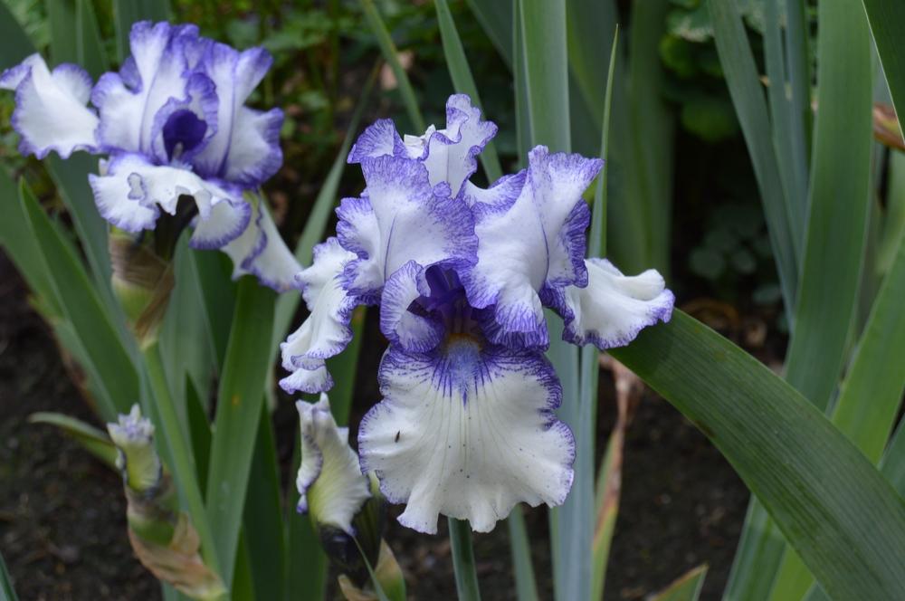 Photo of Border Bearded Iris (Iris 'Orinoco Flow') uploaded by KentPfeiffer