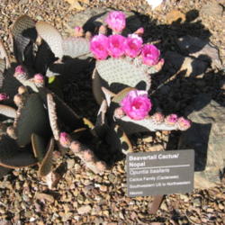 Location: Desert Botanical Garden, Phoenix, Arizona
Date: 2011-04-04
Beautiful Beavertail!