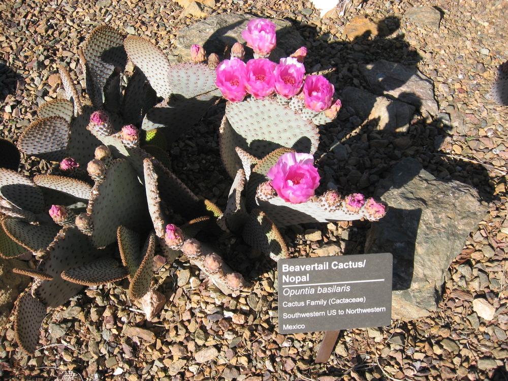 Photo of Beavertail Cactus (Opuntia basilaris) uploaded by plantmanager