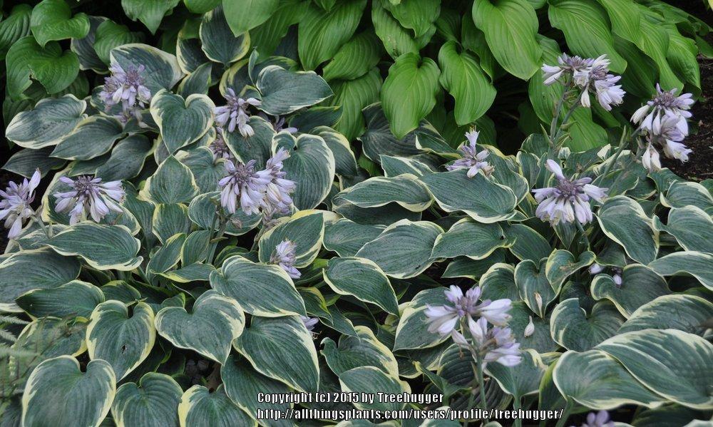 Photo of Hosta 'First Frost' uploaded by treehugger