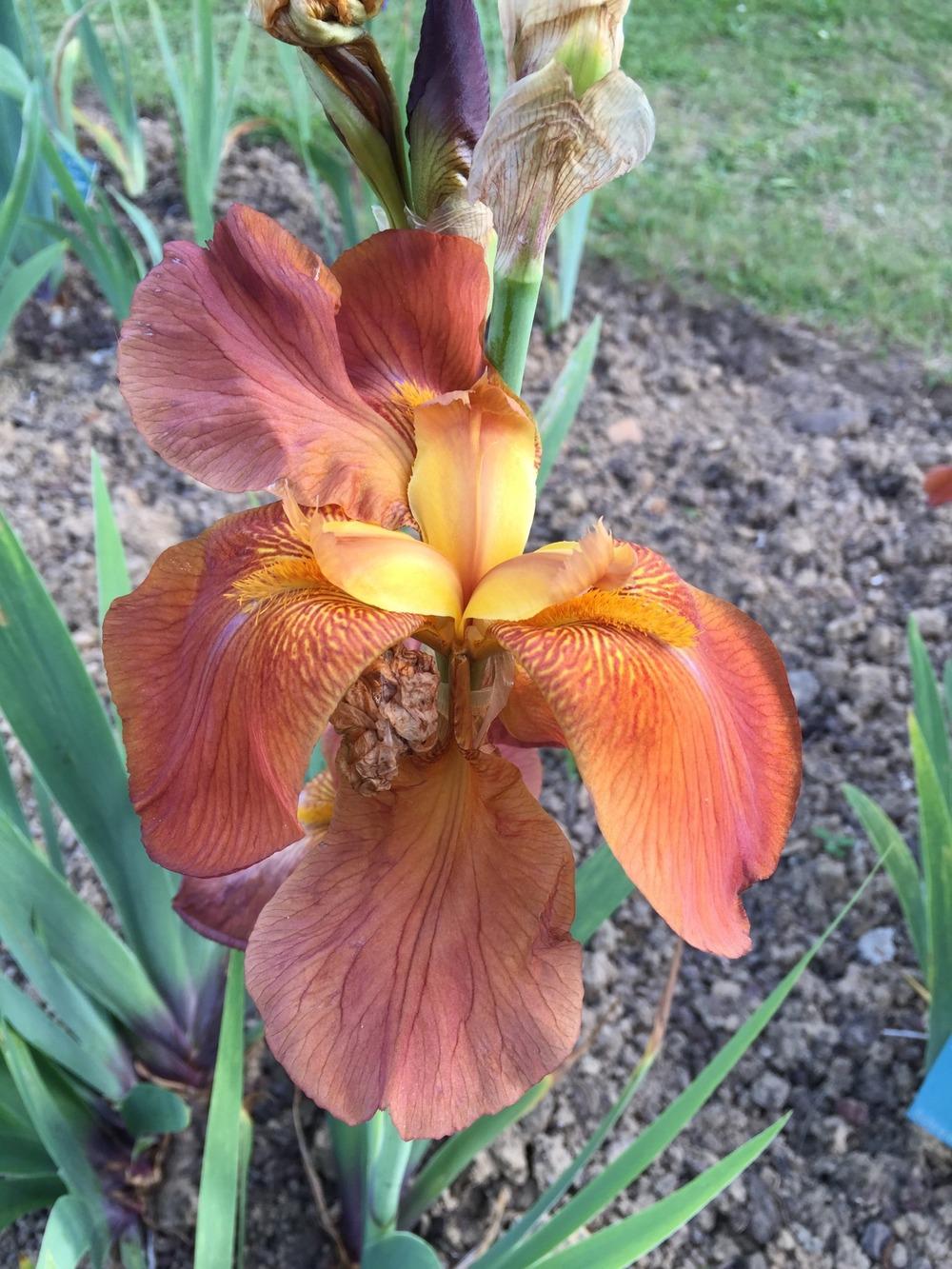 Photo of Tall Bearded Iris (Iris 'Danse du Feu') uploaded by Abrahami