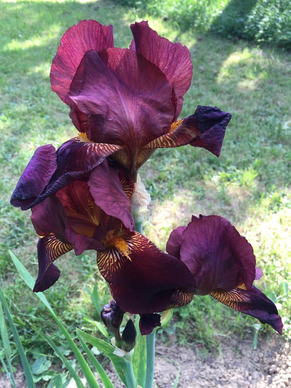 Photo of Irises (Iris) uploaded by Abrahami