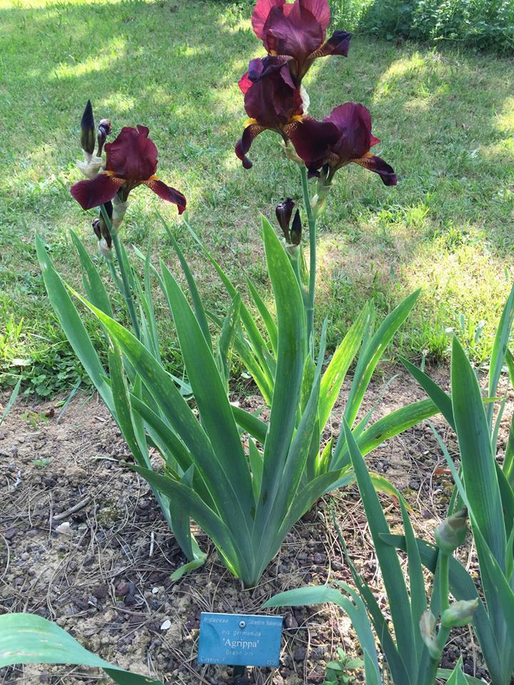 Photo of Irises (Iris) uploaded by Abrahami