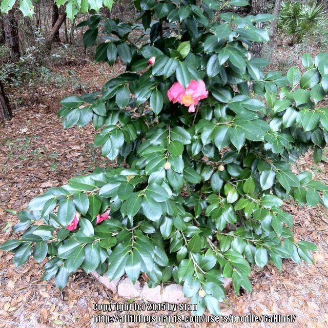 Photo of Camellias (Camellia) uploaded by GaNinFl