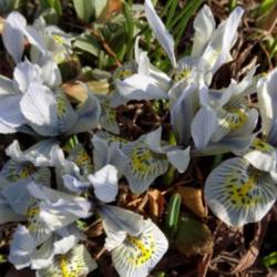 Location: In my garden. Poland.
Iris histrioides 'Katharine Hodgkin'