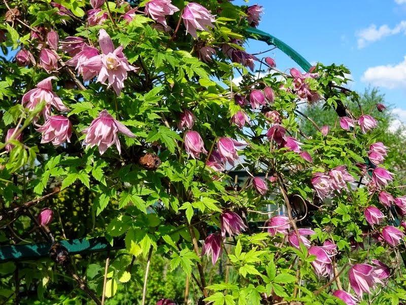 Photo of Clematis (Clematis macropetala 'Markham's Pink') uploaded by Orsola