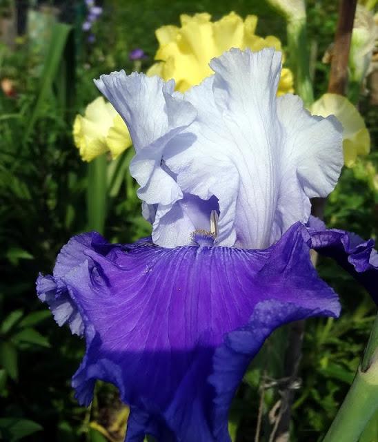 Photo of Tall Bearded Iris (Iris 'Giewont') uploaded by Orsola