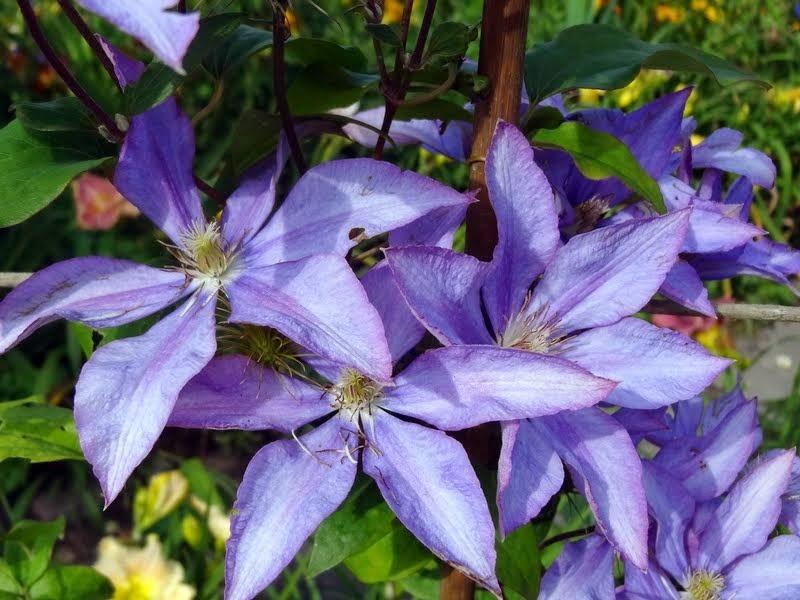 Photo of Clematis 'Bagatelle' uploaded by Orsola
