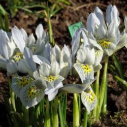Location: In my garden. Poland.
Iris histrioides 'Katharine Hodgkin'