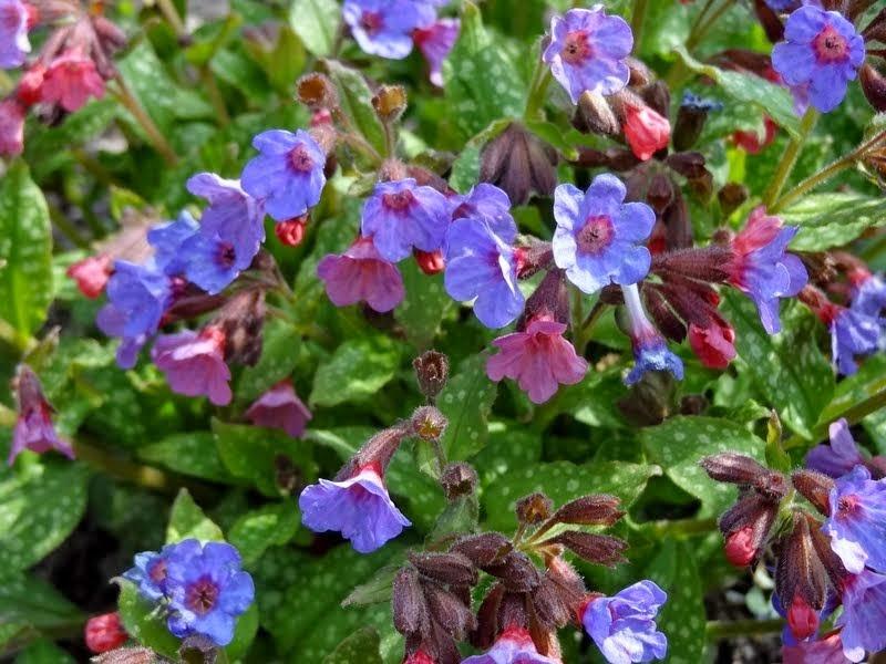 Photo of Soldiers and Sailors (Pulmonaria officinalis) uploaded by Orsola