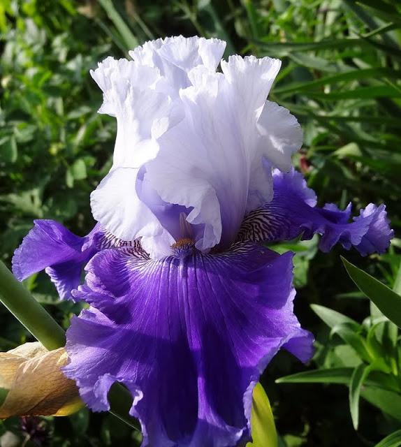 Photo of Tall Bearded Iris (Iris 'Giewont') uploaded by Orsola