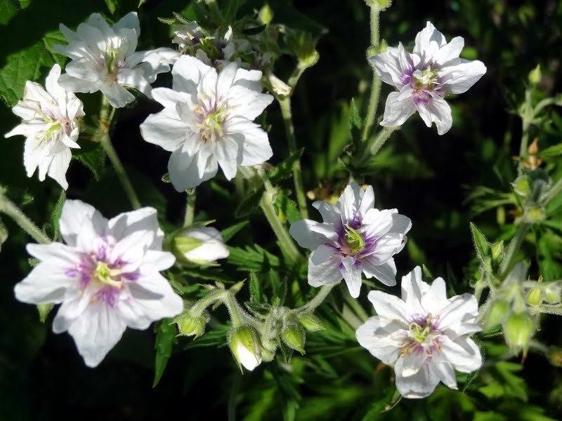Photo of Hardy Geranium (Geranium pratense 'Double Jewel') uploaded by Orsola