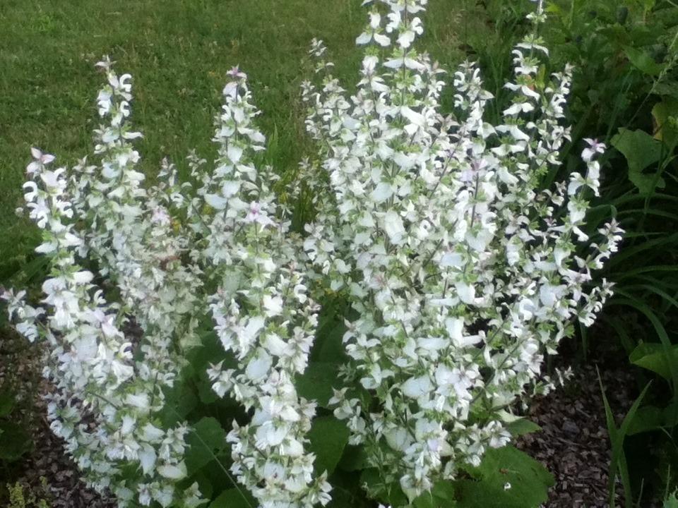 Photo of Clary Sage (Salvia sclarea) uploaded by deejay49