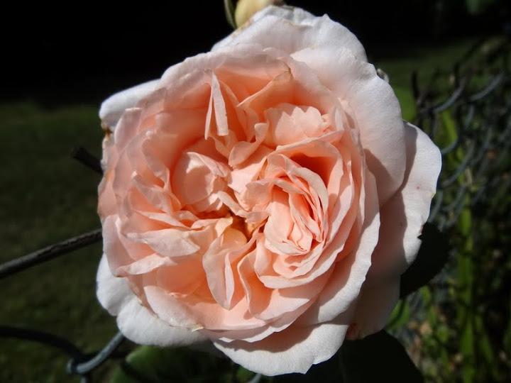 Photo of Rose (Rosa 'Antico Amore') uploaded by Orsola