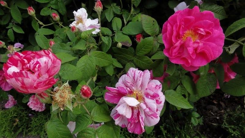 Photo of Rose (Rosa 'Rosa Mundi') uploaded by Orsola