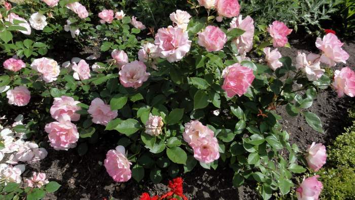Photo of Rose (Rosa 'Charles Aznavour') uploaded by Orsola