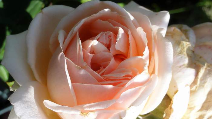 Photo of Rose (Rosa 'Antico Amore') uploaded by Orsola