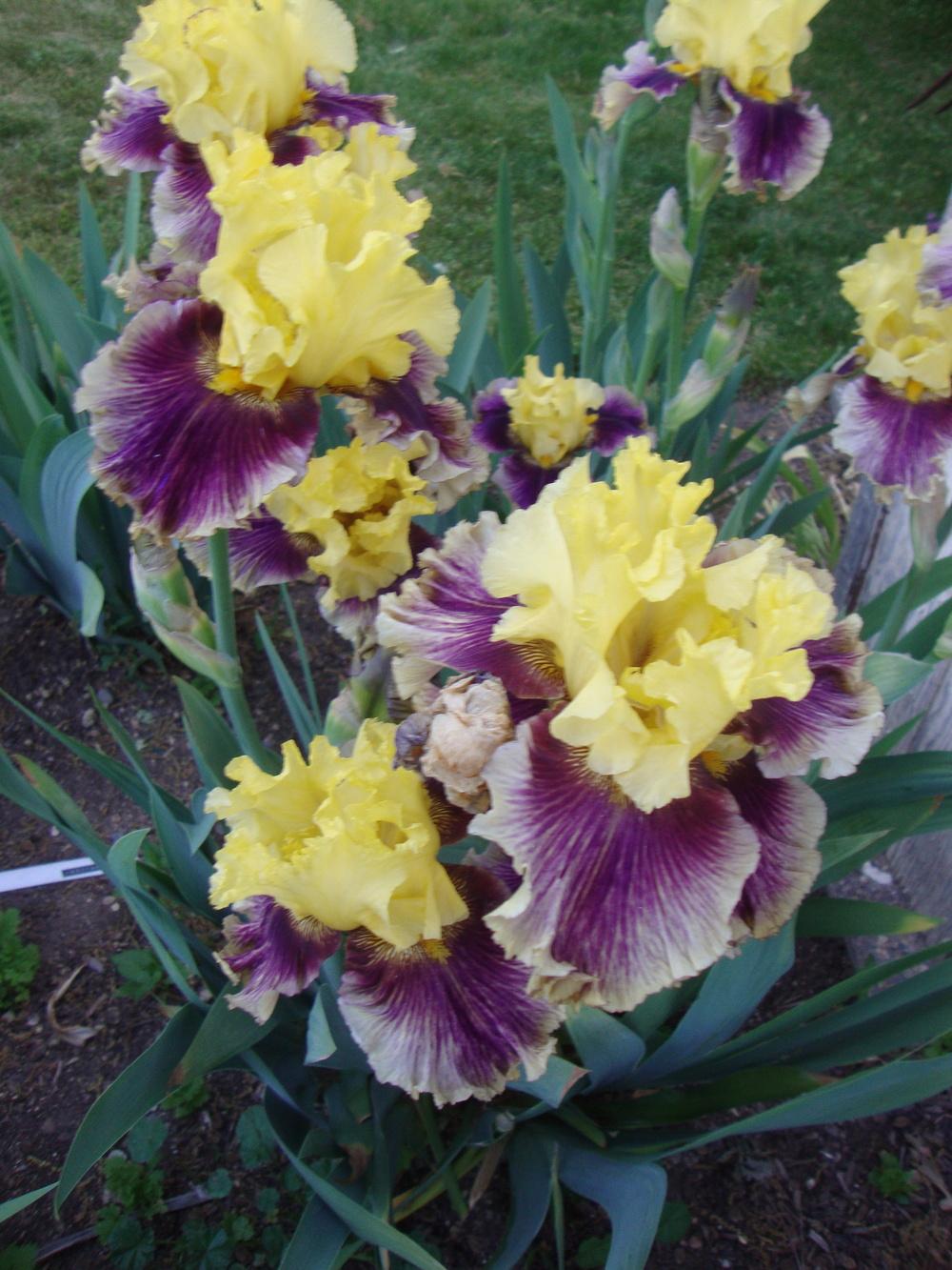 Photo of Tall Bearded Iris (Iris 'Treasure Trader') uploaded by Paul2032