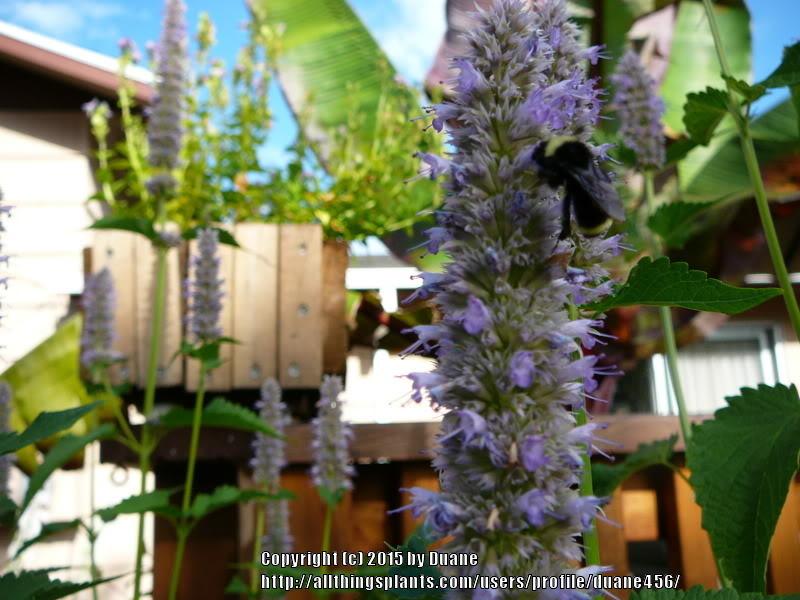 Photo of Anise Hyssop (Agastache foeniculum) uploaded by duane456