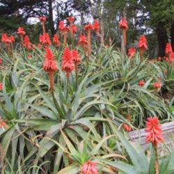 Location: Lotus land Santa Barbara, CA
Date: 2009
Beautiful Aloes!