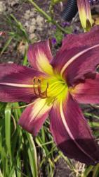 Thumb of 2015-12-16/DogsNDaylilies/137454