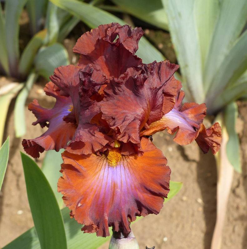 Photo of Tall Bearded Iris (Iris 'Cherokee Blaze') uploaded by Misawa77