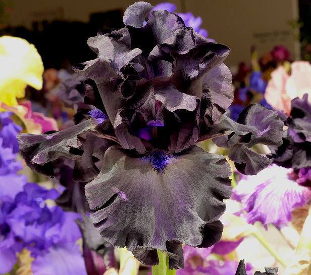 Photo of Tall Bearded Iris (Iris 'Coal Seams') uploaded by Misawa77
