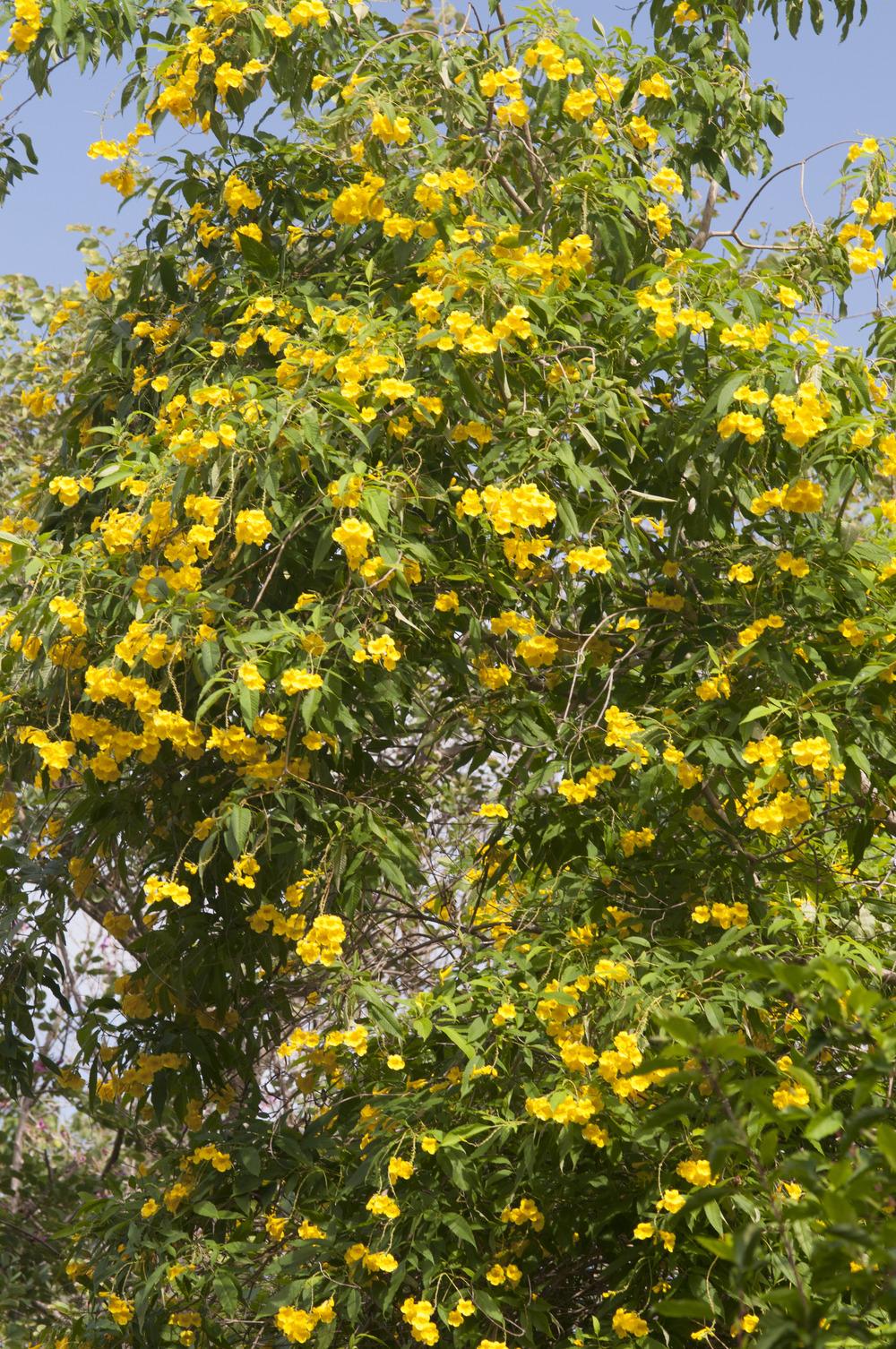 Photo of Golden Trumpet (Allamanda cathartica) uploaded by cliftoncat