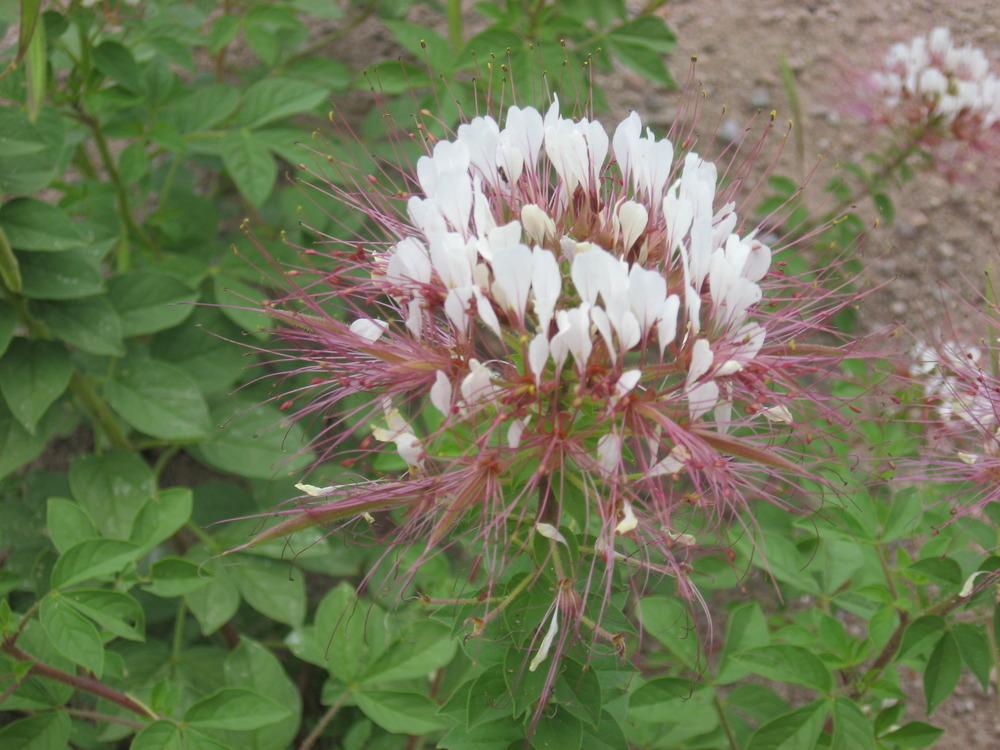 Photo of Clammyweed (Polanisia dodecandra) uploaded by plantmanager