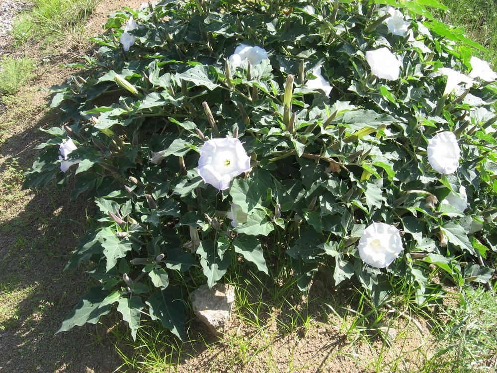 Photo of Jimson Weed (Datura innoxia) uploaded by plantmanager