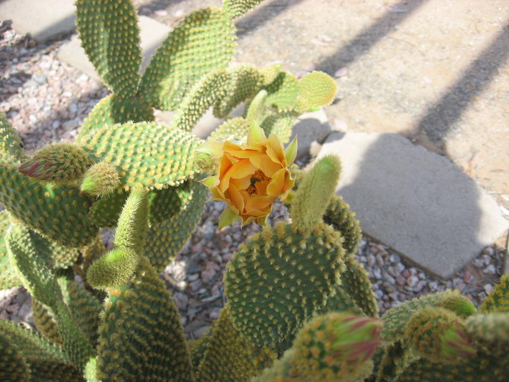 Photo of Bunny Ears (Opuntia microdasys) uploaded by plantmanager