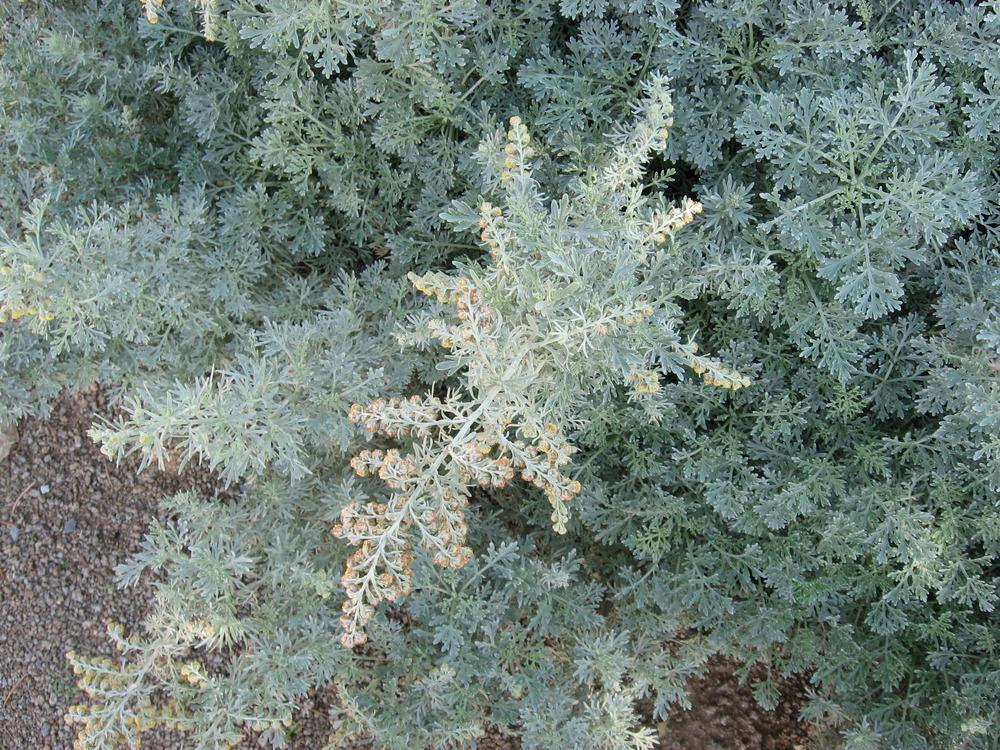 Photo of Wormwood (Artemisia 'Powis Castle') uploaded by plantmanager
