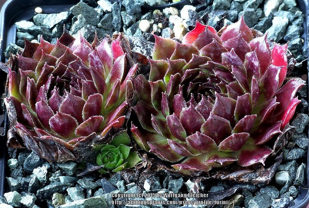 Photo of Hen and Chicks (Sempervivum 'Red Devil') uploaded by turini