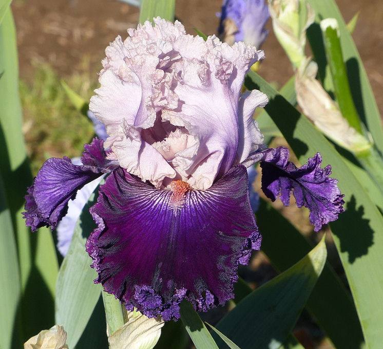 Photo of Tall Bearded Iris (Iris 'Rags to Riches') uploaded by Misawa77