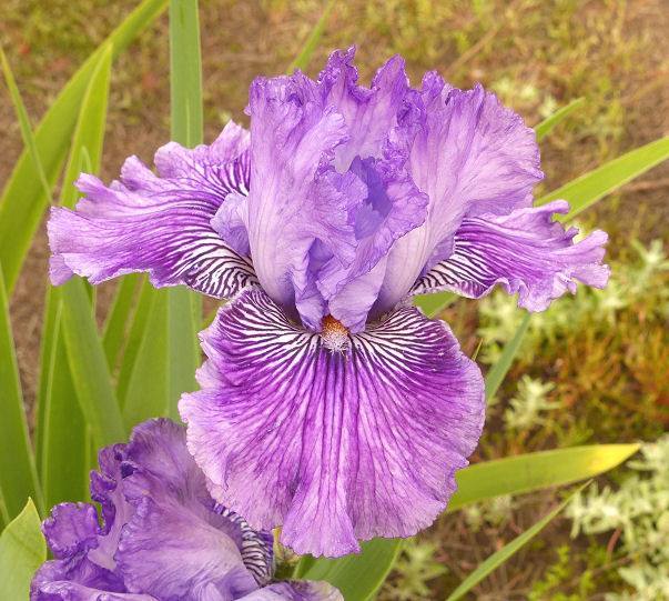 Photo of Tall Bearded Iris (Iris 'Mulberry Magic') uploaded by Misawa77