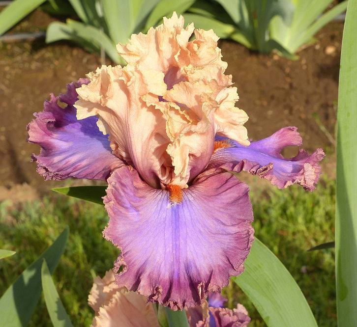 Photo of Tall Bearded Iris (Iris 'Luxuriant Lothario') uploaded by Misawa77