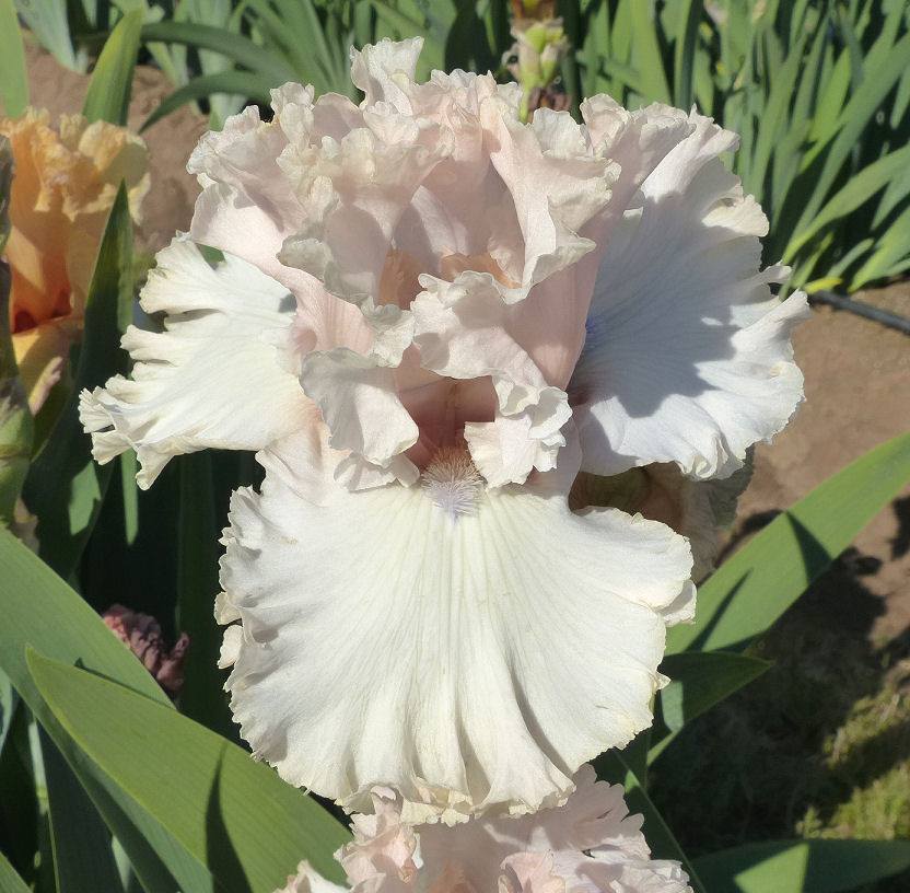 Photo of Tall Bearded Iris (Iris 'Otherside of Heaven') uploaded by Misawa77