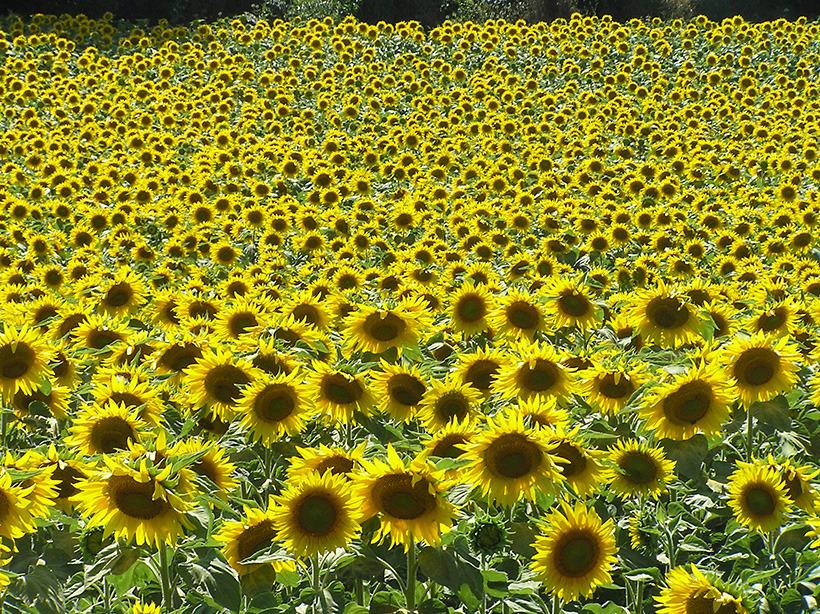 Photo of Sunflowers (Helianthus annuus) uploaded by greene