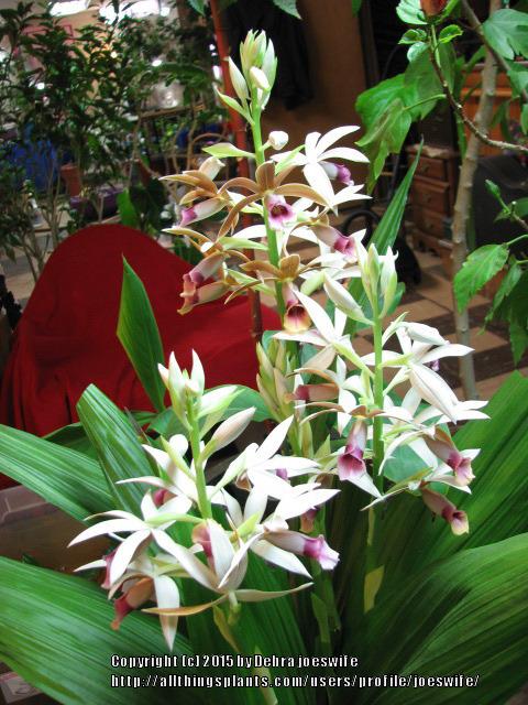 Photo of Nun's Cap Orchid (Calanthe tankervilleae) uploaded by joeswife