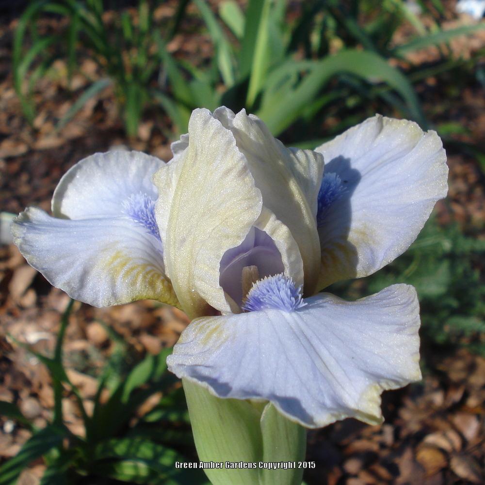 Photo of Standard Dwarf Bearded Iris (Iris 'Blue Oasis') uploaded by lovemyhouse