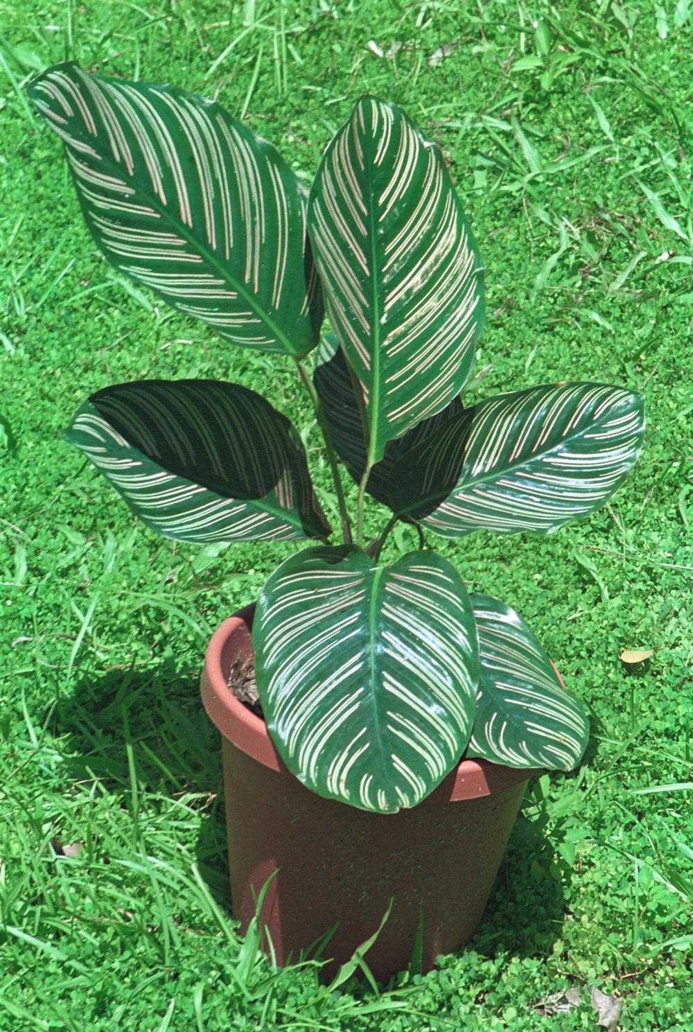 Photo of Pin Stripe Plant (Goeppertia ornata) uploaded by plantmanager