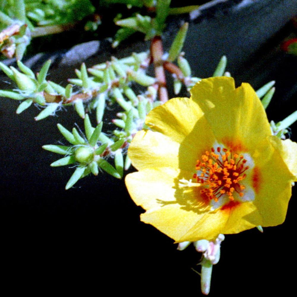 Photo of Moss Rose (Portulaca grandiflora) uploaded by plantmanager