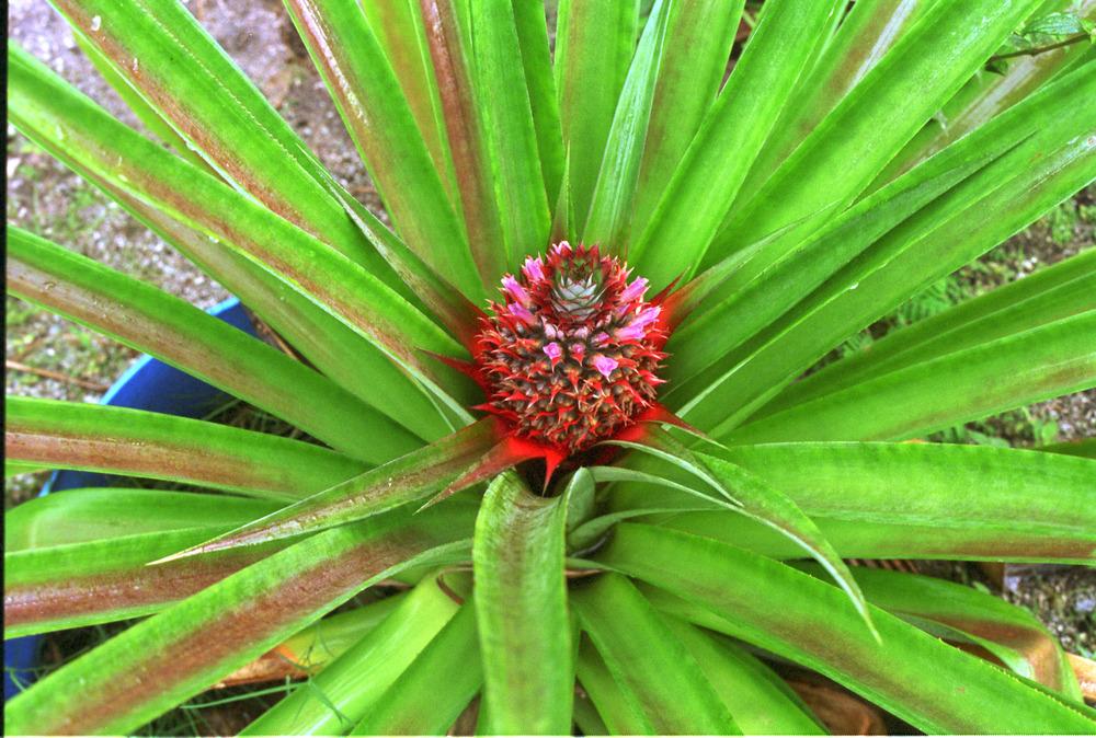 Photo of Pineapple (Ananas comosus) uploaded by plantmanager