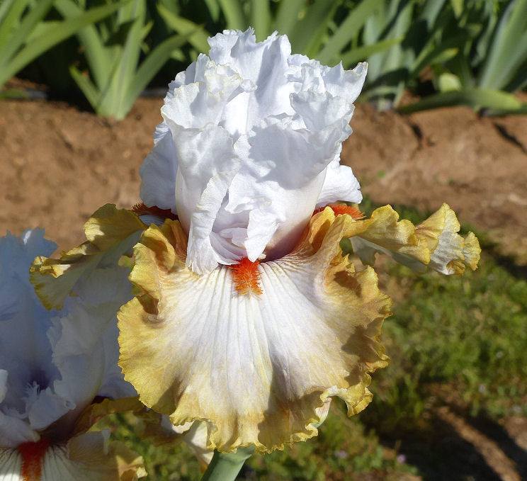 Photo of Tall Bearded Iris (Iris 'Snaparazzi') uploaded by Misawa77