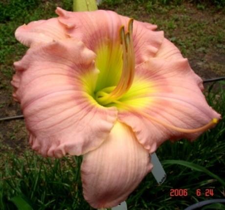 Photo of Daylily (Hemerocallis 'Corinthian Pink') uploaded by Sscape