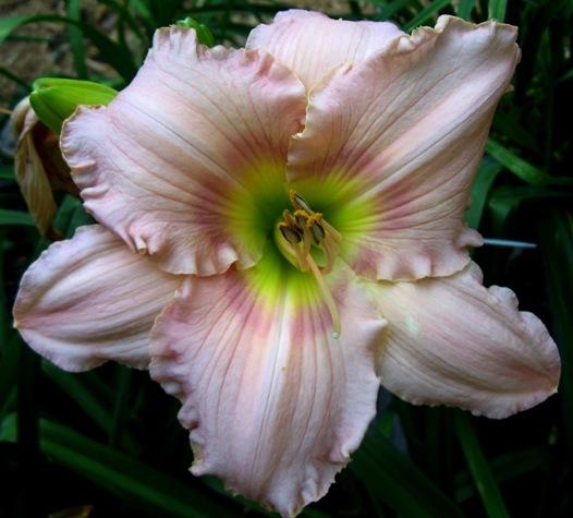 Photo of Daylily (Hemerocallis 'Corinthian Pink') uploaded by Sscape