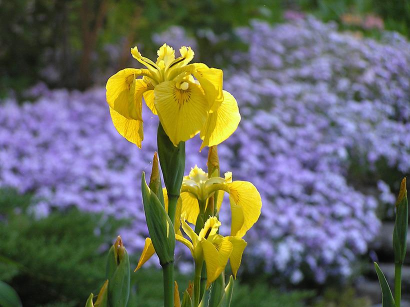Photo of Yellow Flag (Iris pseudacorus) uploaded by greene