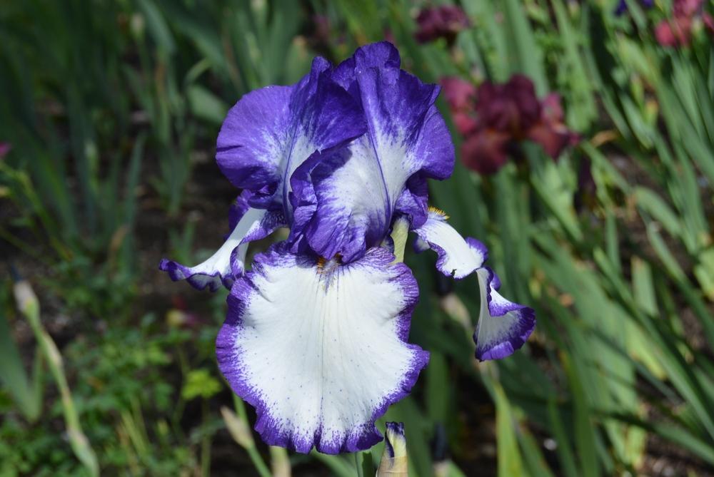 Photo of Tall Bearded Iris (Iris 'Rare Quality') uploaded by KentPfeiffer