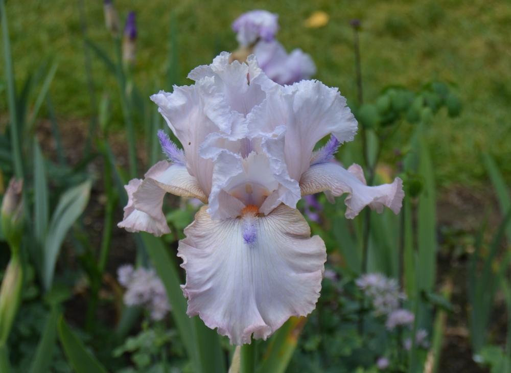 Photo of Tall Bearded Iris (Iris 'Power Point') uploaded by KentPfeiffer