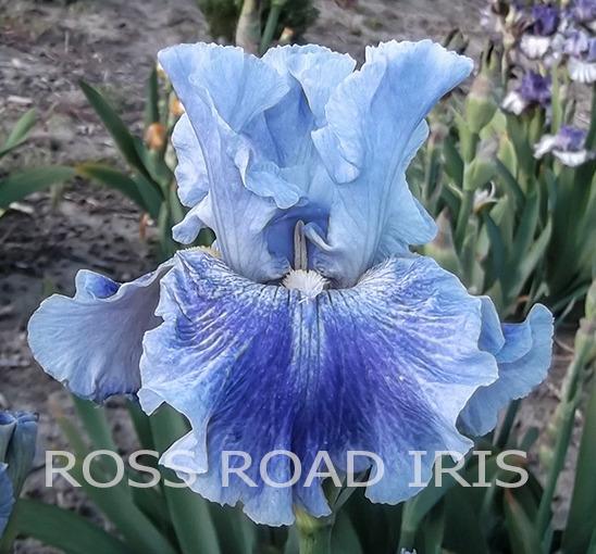 Photo of Tall Bearded Iris (Iris 'Inside Job') uploaded by Weiser